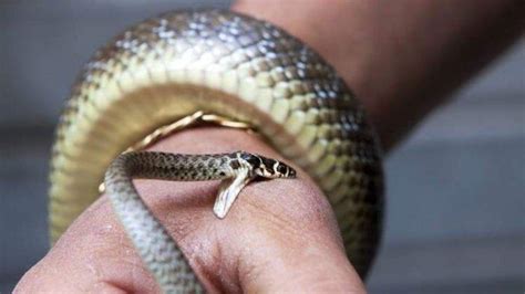 Mimpi melihat ular kecil banyak menurut islam
